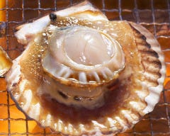 本日のセリ買い鮮魚 大魚（おおうお）