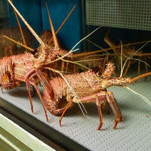 ［活伊勢海老料理の専門店］中納言 神戸ハーバーランド店の画像