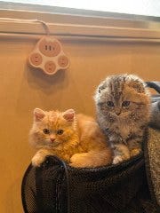 猫のいるBar スニャック（Cat bar SUNYAKKU）