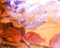 まぐろ居酒屋 さかなや道場 阪神尼崎店 こだわり情報5 ぐるなび