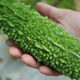 ゴーヤ【沖縄県】