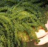 海ぶどう【沖縄県】