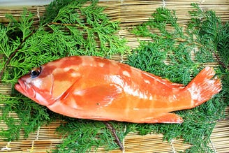 珊瑚礁 メニュー 希少数量限定 ぐるなび