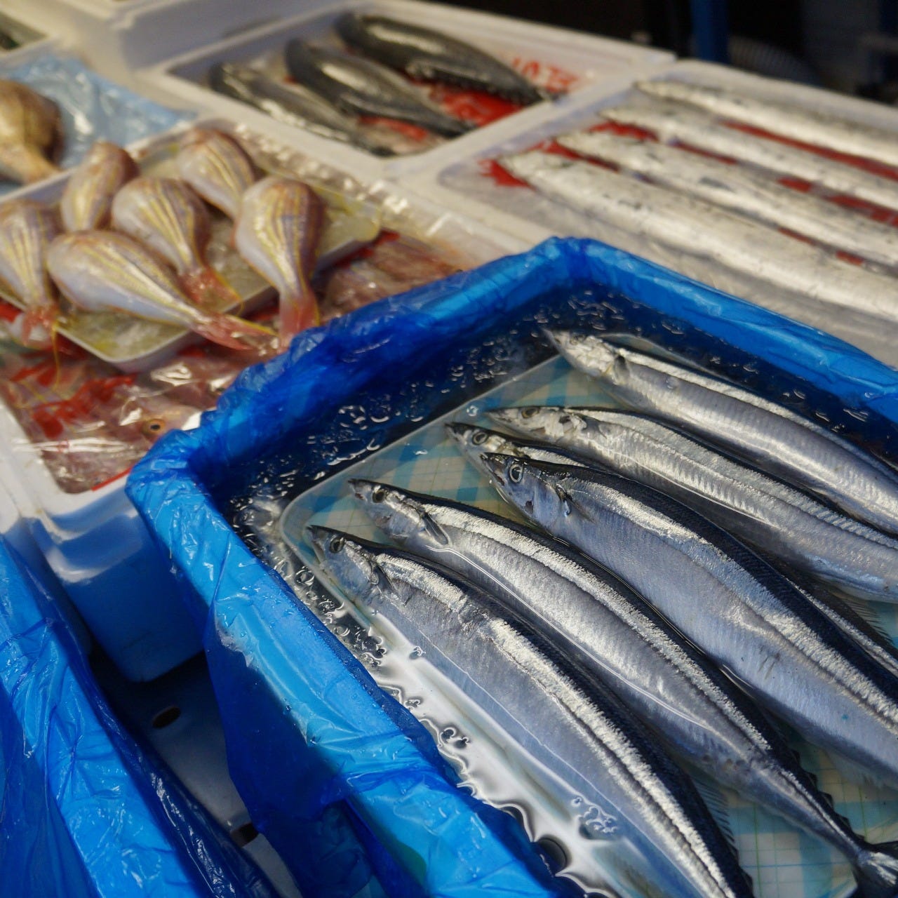 毎日豊洲市場から仕入れててくる魚は種類も豊富！