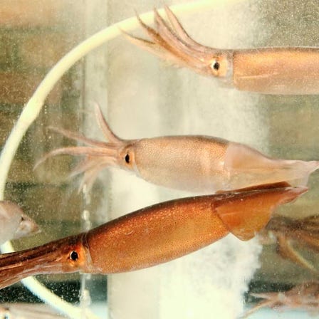 北海料理 古櫓帆來
