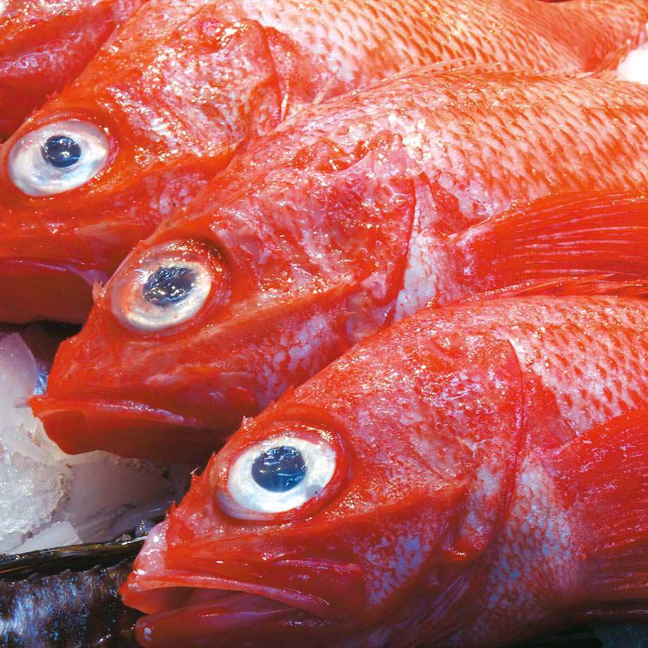 北海道の高級魚キンキは煮付けや塩焼きで！
