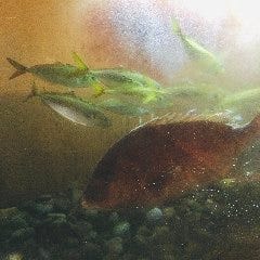 活魚 じゃがいも 