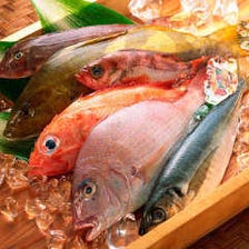 日本近海にて育まれた新鮮な朝〆鮮魚