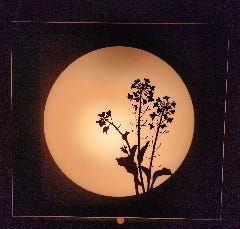 菜の花