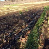 秦野地野菜にこだわる【神奈川県秦野】