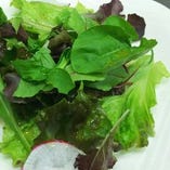 5～6種野菜のシンプルサラダヴェルデ