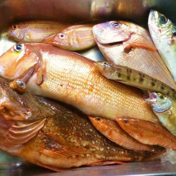 熱海湾には、いろいろな種類のお魚が生息しています！