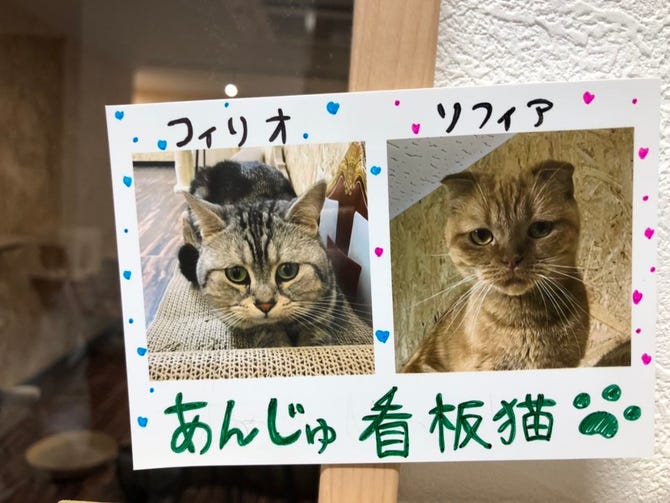 猫とフクロウのカフェあんじゅ 清澄白河 アミューズメント ぐるなび