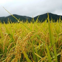 豆冨 釜めし まんま家 大東店 