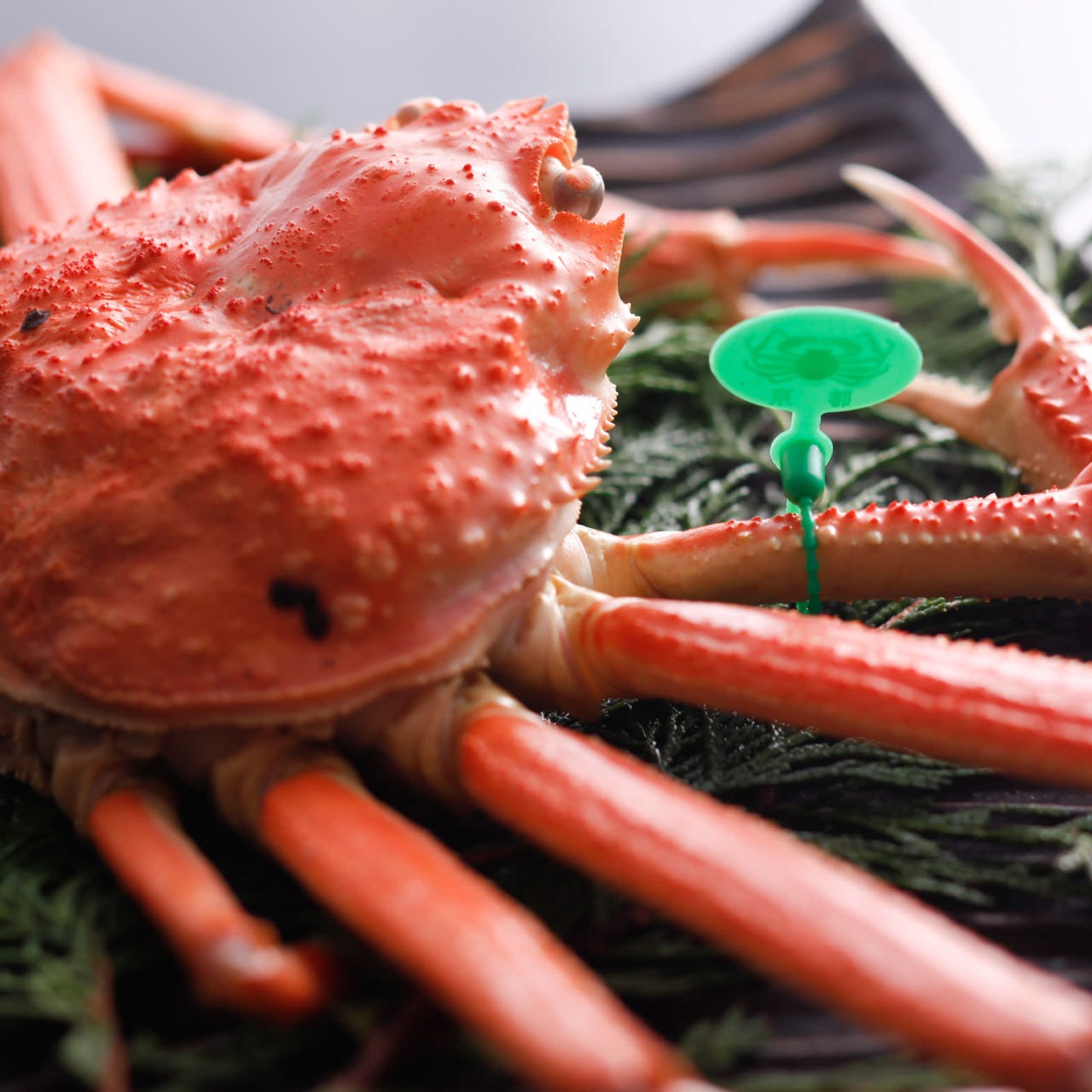 干物间人蟹松叶蟹 丹后ひもの屋