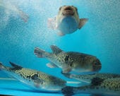 人気店が見つかる 大阪府のふぐ料理でおすすめしたい人気のお店 ぐるなび