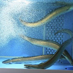 ふぐとはもの店 さくら 本町 本町 堺筋本町 はも 鱧料理 の予約 コース一覧 ぐるなび