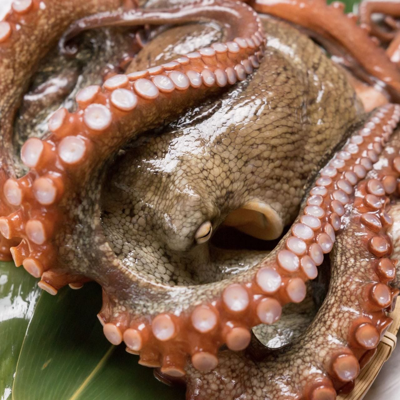 Gotoeatポイントまだ使えます お昼の贅沢 明石に来たらコレ 明石蛸づくし御膳の詳細 あかし亭 魚の棚 明石 居酒屋 ぐるなび