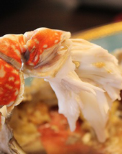 干満差、日本一の有明海で育つ竹崎蟹