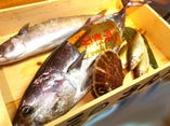 名古屋市中央卸一番の初鰹　紀州近海物