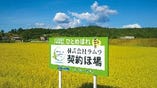 宮城県登米市産ひとめぼれ【登米市】