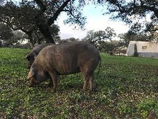 イベリコ豚