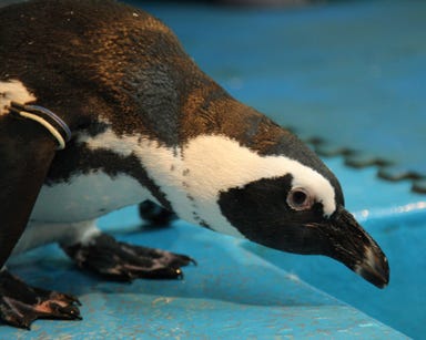 パーティーダイニング ペンギンのいるBAR 池袋店 こだわりの画像