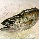 一本釣りの黒ムツ極上の脂！今か遅しと出番を待つ。