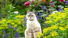 ガーデンパトロール隊の保護猫