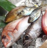 五島列島福江港から直送の魚たち