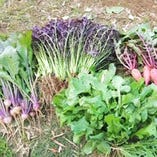 葉山の自家菜園で収穫するお野菜【神奈川県】