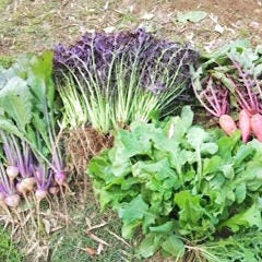 葉山の自家菜園で収穫するお野菜