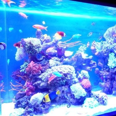 Aquarium Lounge Bar Cluz クルーズ 吉祥寺 店内 ぐるなび