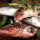 伊勢志摩、熊野灘の自社の競り権を活かして買う新鮮な鮮魚たち！
