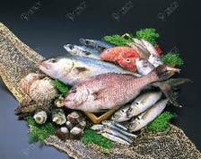 駿河湾の魚介類
