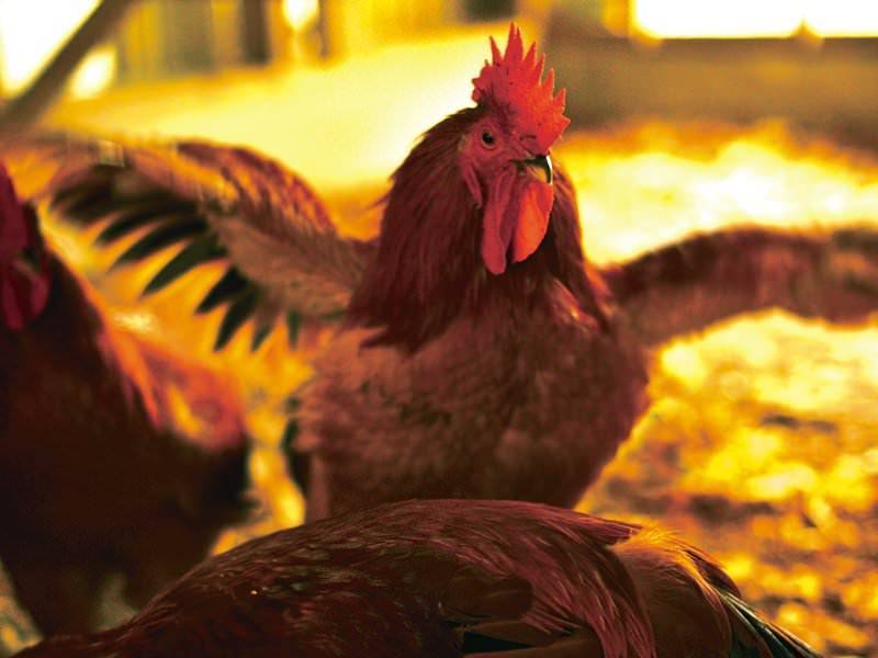 21年 最新グルメ 炭火焼鳥 鳥まき 和泉府中店 岸和田 和泉 泉佐野 レストラン カフェ 居酒屋のネット予約 大阪版 21年 最新グルメ 炭火焼鳥 鳥まき 和泉府中店 岸和田 和泉 泉佐野 レストラン カフェ 居酒屋のネット予約 大阪版