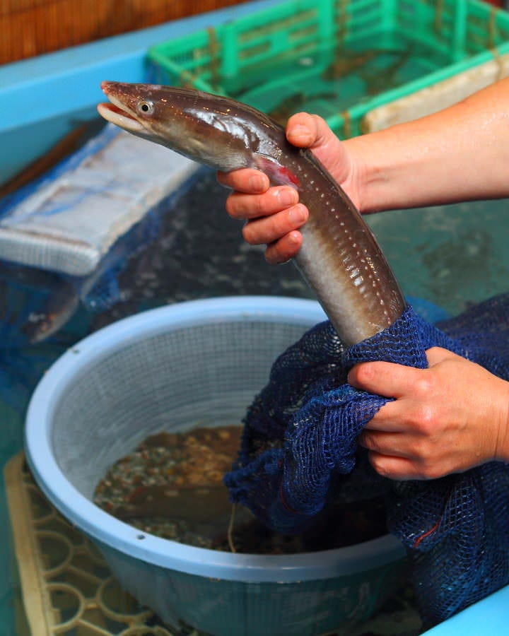 旬の魚を最高の状態でご提供