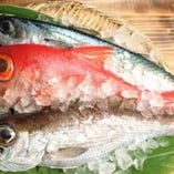 毎週土曜日は高知県の季節のお魚達がお待ちしています。