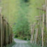 ◆竹林◆　　庭師により手入れしております♪ここを通られて響　風庭　赤坂でお待ちしております。