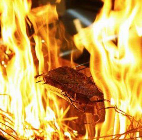藁焼き鰹たたき 明神丸 松山二番町店 松山 海鮮 海鮮料理 ぐるなび