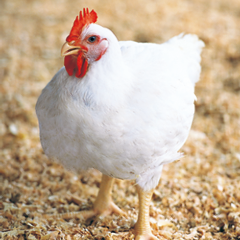 とりまぶし 博多本店_平飼いで開口部の多い昔ながらの鶏舎で、自然の陽光と爽やかな澄んだ風をいっぱいに受けて元気に育ちます。