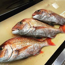 こだわりの一本釣り真鯛