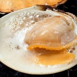 《活》白蛤(ホンビノス貝)の殻焼