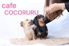 Dog cafe COCORURU ʐ^1