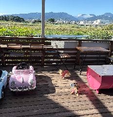 Dog cafe COCORURU