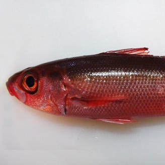 個室和食居酒屋 神田 魚えん メニュー ある日のお刺身 ぐるなび