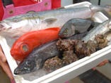 新鮮な鮮魚【神奈川県】