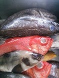 全国提携漁港から入荷した産直鮮魚。珍しい魚もあります。
