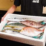 九州全域より直送の魚【九州全域の漁港より仕入れております】