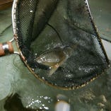 【鮮】生簀（いけす）から引き揚げられる鮮魚の数々